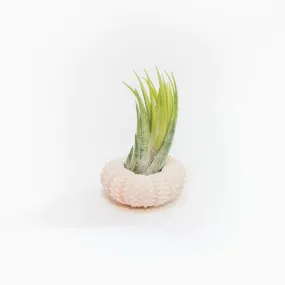 Pink Urchin Shell with Air Plant